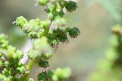 Ambrosiinae