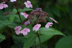 Hydrangea