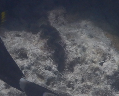 Tridacna crocea
