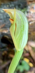 Pterostylis curta