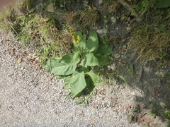 Verbascum