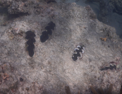 Tridacna crocea