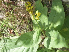 Verbascum