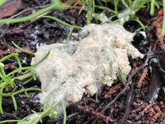 Didymium mucilago