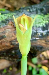 Pterostylis curta