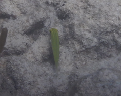 Halichoeres chloropterus