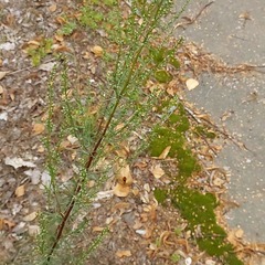 Artemisia marschalliana