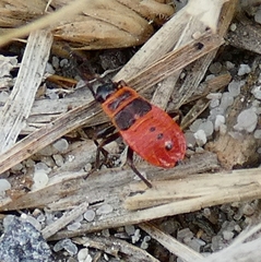 Pyrrhocoris apterus