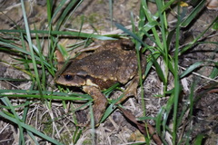 Bufo