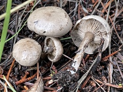Rhodocybe