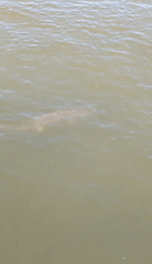 Acipenser transmontanus