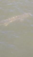 Acipenser transmontanus