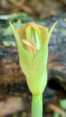 Pterostylis curta