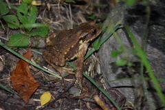 Bufo