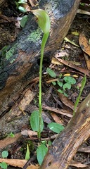 Pterostylis curta