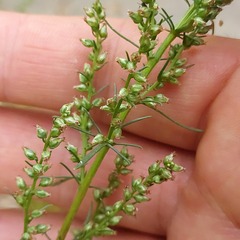 Artemisia marschalliana