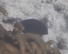 Centropyge bispinosa