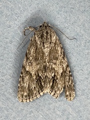 Acronicta longa