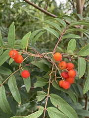 Sorbus aucuparia