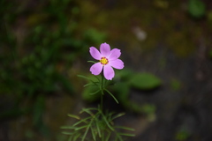 Cosmos bipinnatus
