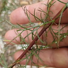 Artemisia marschalliana