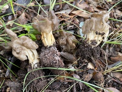 Helvella crispa