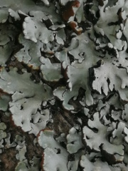 Hypogymnia physodes
