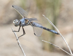 Libellula composita