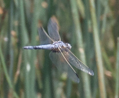 Libellula composita