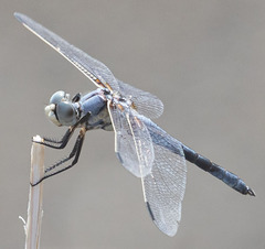 Libellula composita