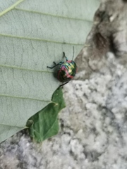 Poecilocoris lewisi