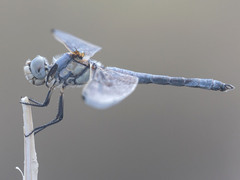 Libellula composita