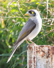 Manorina melanocephala