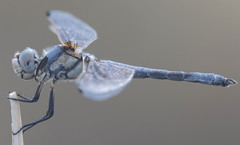 Libellula composita
