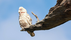 Cacatua tenuirostris