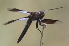 Plathemis subornata