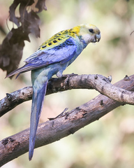 Platycercus adscitus