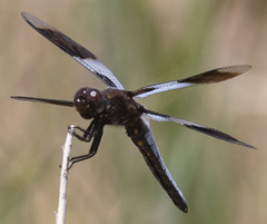 Plathemis subornata