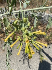 Nicotiana glauca