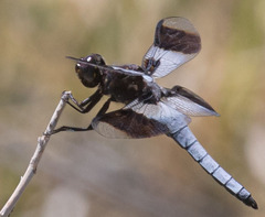 Plathemis subornata