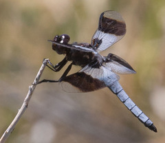 Plathemis subornata