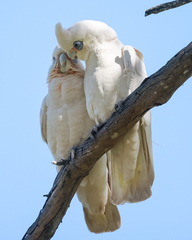 Cacatua sanguinea