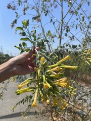 Nicotiana glauca
