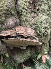 Ganoderma