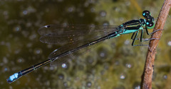 Ischnura denticollis