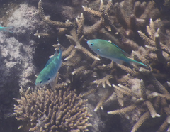 Chromis atripectoralis
