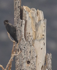 Melanerpes lewis