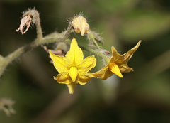 Solanum lycopersicum