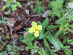 Oenothera pubescens