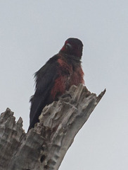 Melanerpes lewis